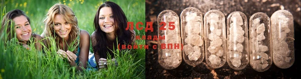 PSILOCYBIN Верея